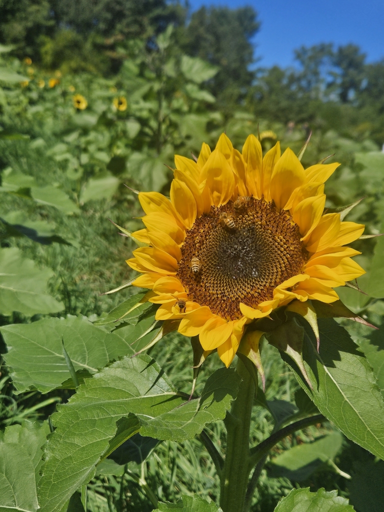sunflowers from Hendersonville, NC 28792, USA on September 23, 2023 at