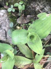 Tradescantia brevifolia