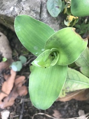 Tradescantia brevifolia