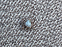 Dermacentor occidentalis