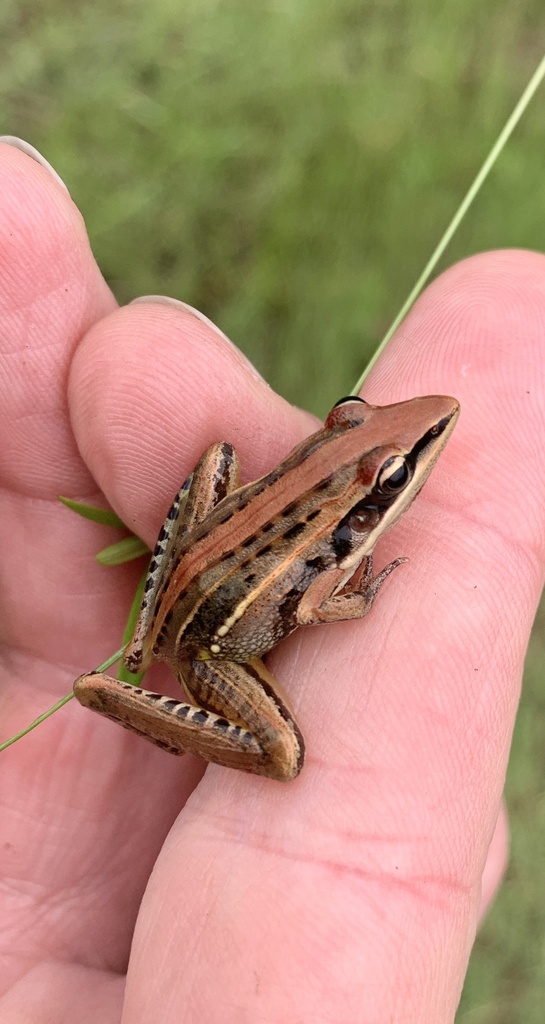 Lunda Grassland Frog