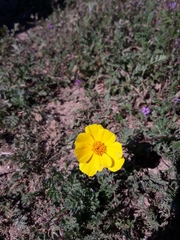 Leptosyne calliopsidea