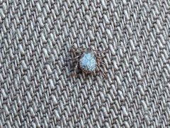 Dermacentor occidentalis