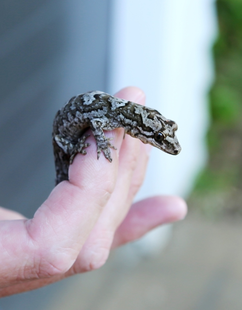 Matapia Gecko in December 2018 by Clinton Duffy. Northland endemic ...