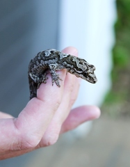 Dactylocnemis matapia