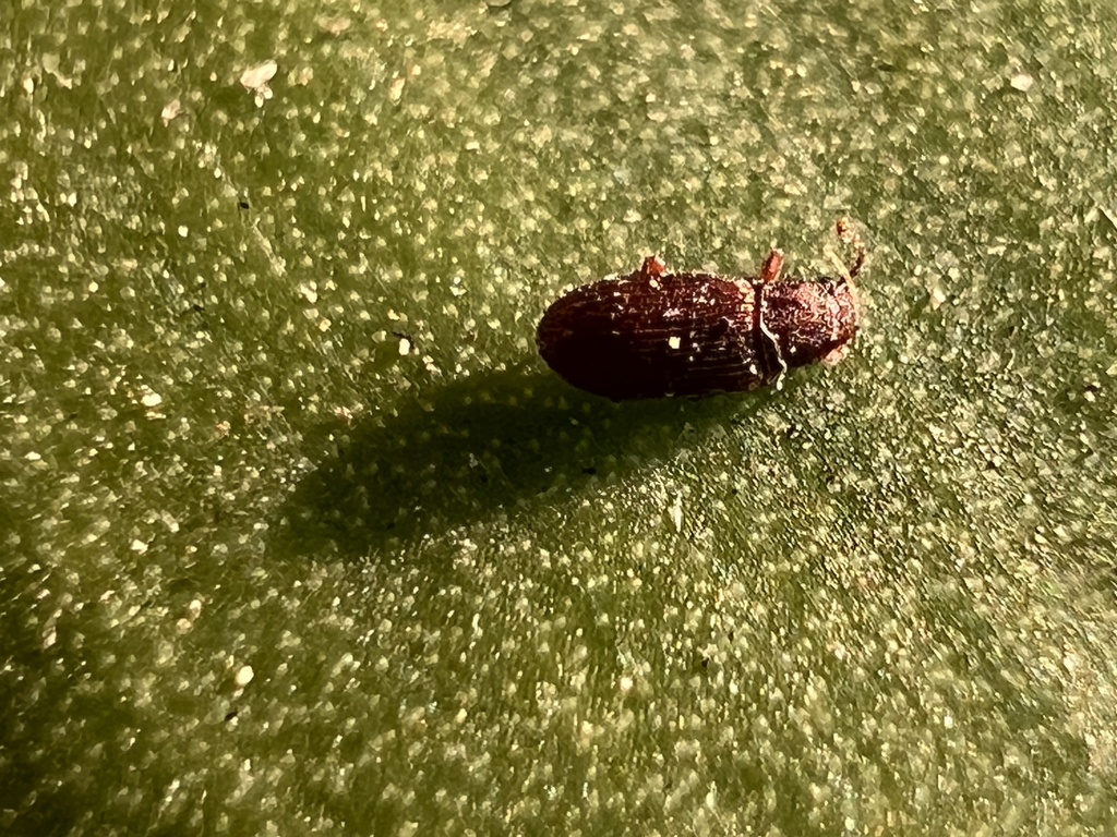 Berginus pumilus