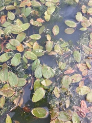 Potamogeton diversifolius