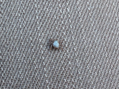 Dermacentor occidentalis