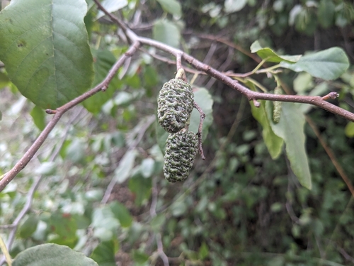 Image of Alnus orientalis by (c) Marios Thoma, some rights reserved (CC BY)