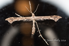 Platyptilia carduidactylus