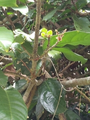 Sterculia monosperma
