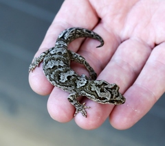 Dactylocnemis matapia