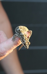 Dactylocnemis matapia