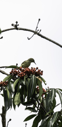 iNaturalist image