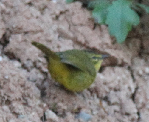 Two-banded Warbler (Myiothlypis bivittata), photo 10