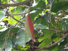 Sterculia monosperma