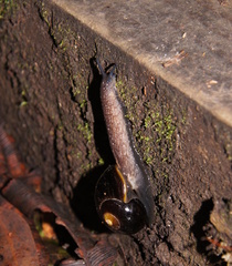 Victaphanta compacta