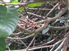 Sterculia monosperma