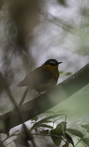 iNaturalist image