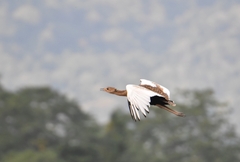 Bengal Florican photo 3