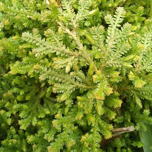 Selaginella muscosa, photograph 5