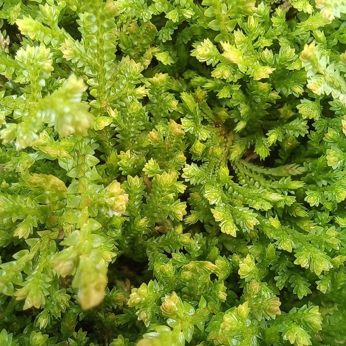 Selaginella muscosa, photograph 6