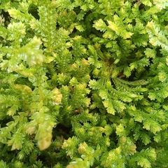 Selaginella muscosa, photograph (c) Patrícia Mees, some rights reserved (CC BY)