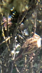 Zonotrichia atricapilla