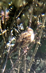 Zonotrichia atricapilla