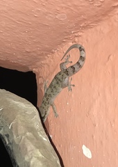 Hemidactylus angulatus