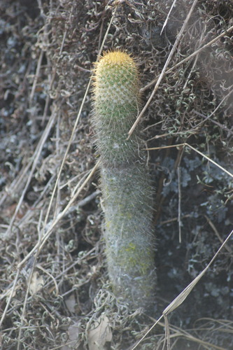 Mammillaria eriacantha