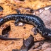 Plethodon - Photo (c) corndog, algunos derechos reservados (CC BY-NC), subido por corndog