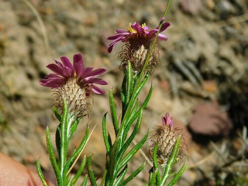 Cape Tea (Athrixia capensis)