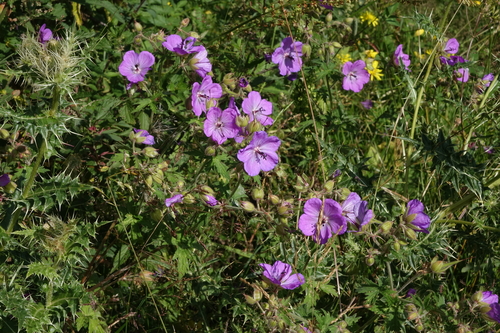 Geranium ruprechtii, photograph 5