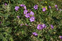 Oleg Kosterin, CC BY, iNaturalist via GBIF Geranium ruprechtii, photograph Oleg Kosterin, CC BY, iNaturalist via GBIF