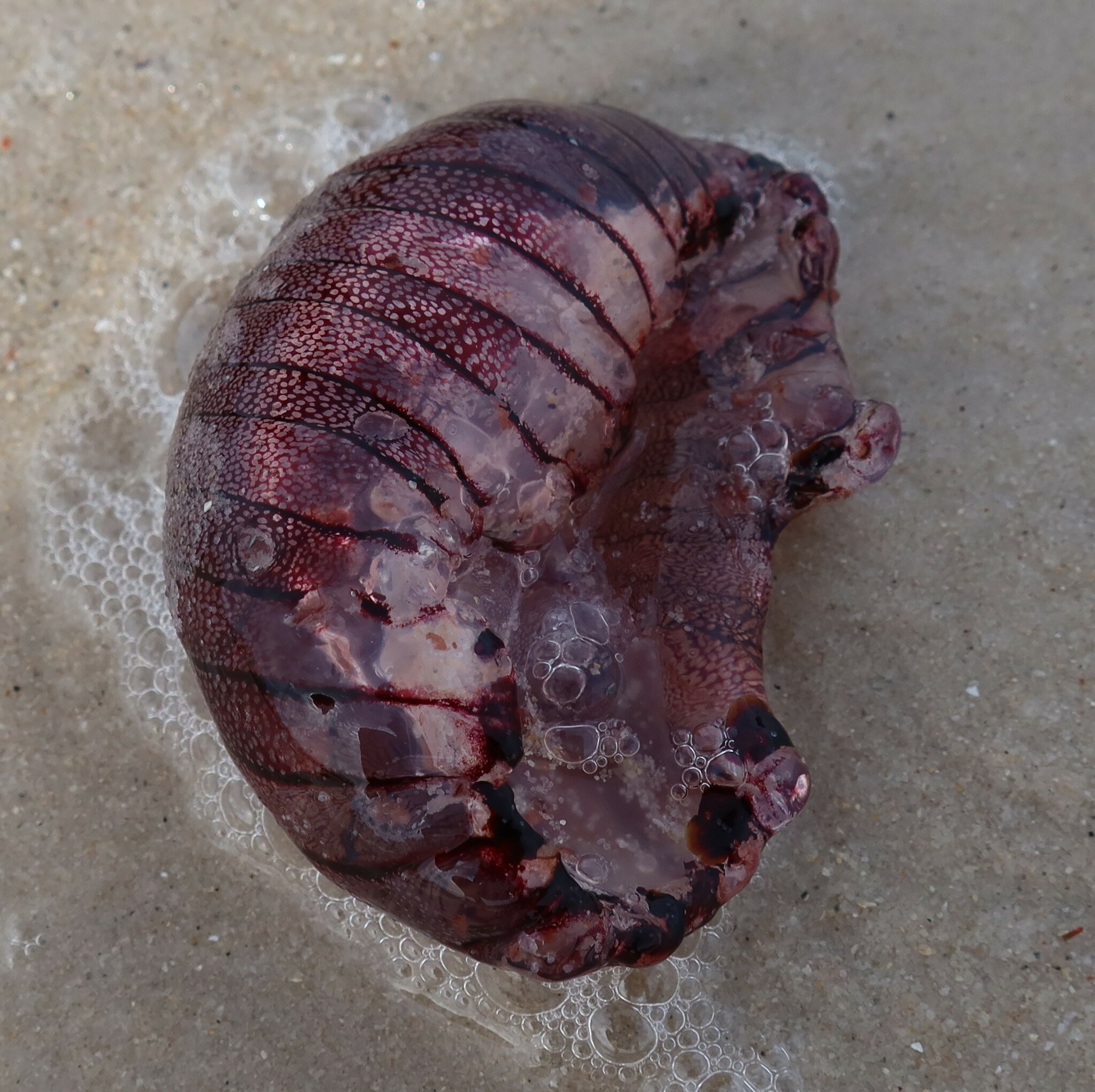 Chrysaora agulhensis Ras, Neethling, Engelbrecht, Morandini, Bayha, Skrypzeck & Gibbons, 2020