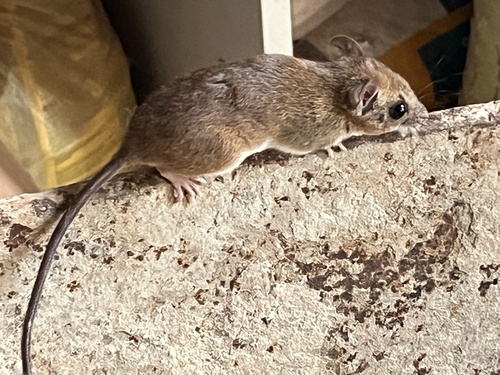 Long-tailed Rhipidomys
