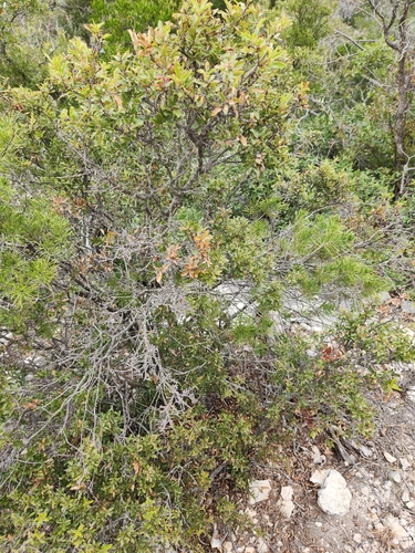Image of Quercus vaseyana by (c) Jo Roberts, some rights reserved (CC BY)