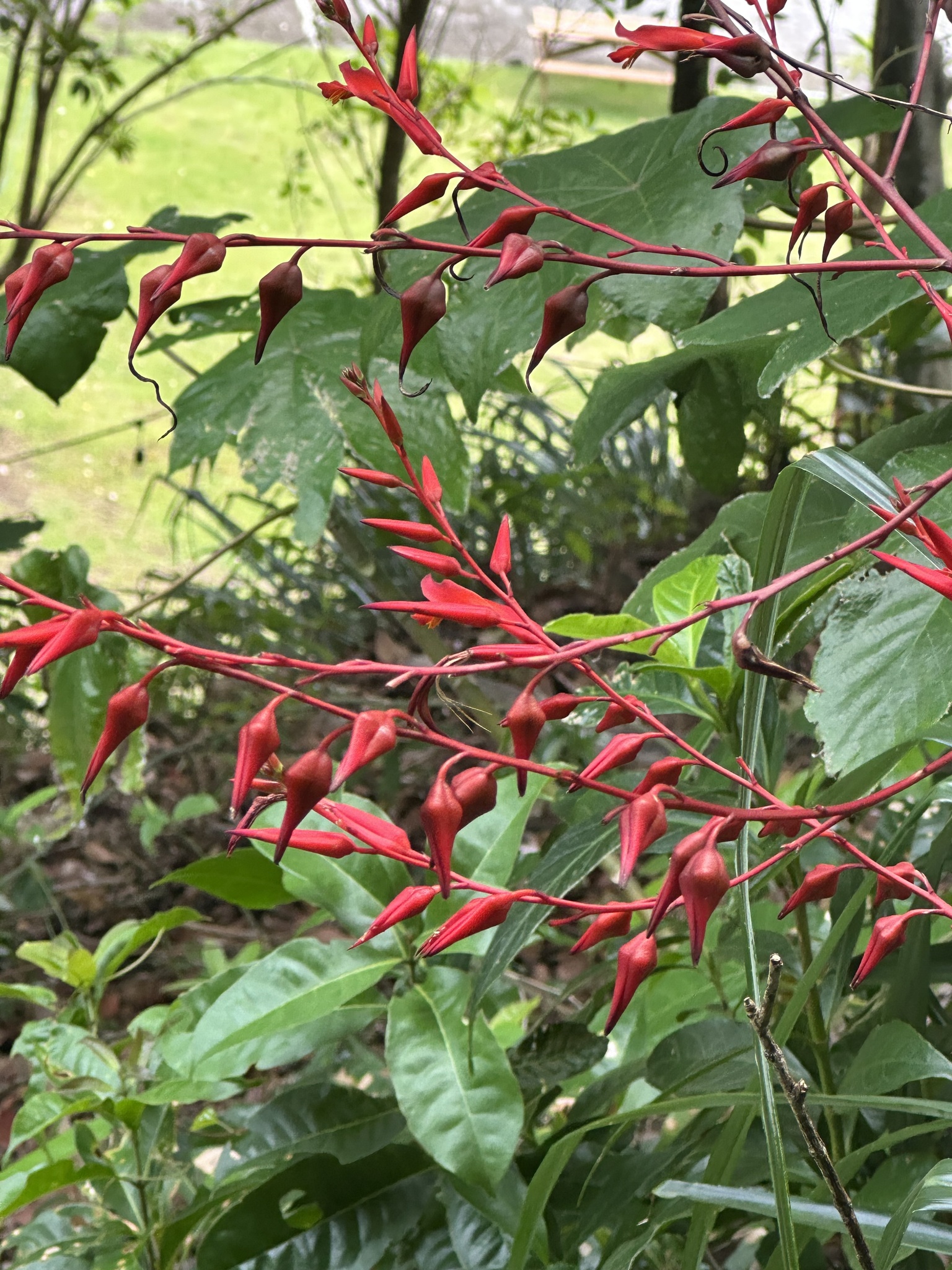 Pitcairnia angustifolia
