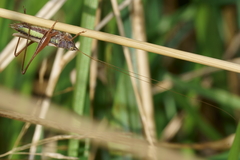 Conocephalus albescens