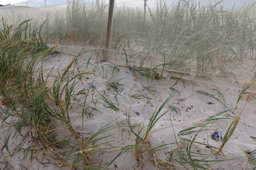 Image of Thinopyrum distichum by (c) Diana Studer, some rights reserved (CC BY)