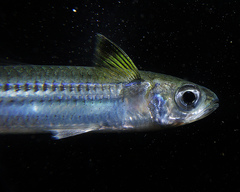 Atherinomorus vaigiensis