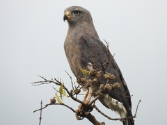 Western Banded Snake Eagle photo 2