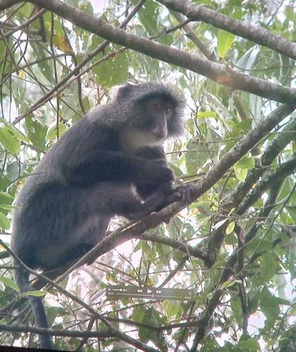 Boutourlini's Blue Monkey