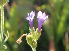 Gilia nevinii