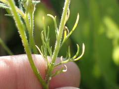 Gilia nevinii