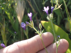 Gilia nevinii