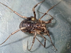 Protolophus cockerelli