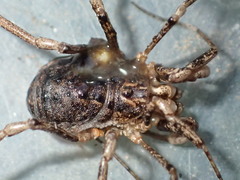 Protolophus cockerelli