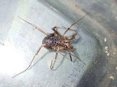 Protolophus cockerelli